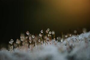 Konstfotografering Close up of dew on frosty, Catherine Falls Commercial, (40 x 26.7 cm)