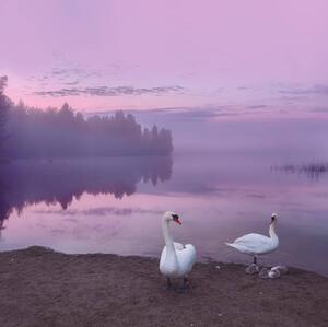 Fotografi Mute swans with cygnets, Milamai, (40 x 40 cm)
