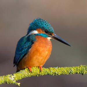 Konstfotografering Kingfisher close up, Photograph by Lyle McCalmont, (40 x 40 cm)