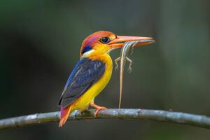 Konstfotografering Close-up of kingfisher perching on branch,Tambon, BP Chua / 500px, (40 x 26.7 cm)