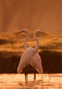 Fotografi Great egret, tahir abbas, (26.7 x 40 cm)