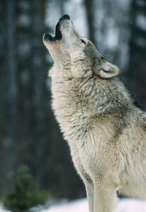 Konstfotografering The Gray wolf, Canis lupus,, Gerald Corsi, (26.7 x 40 cm)