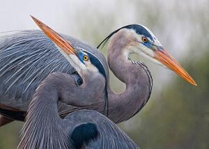 Konstfotografering Blue Herons, Mirenchu A Fernandez, (40 x 30 cm)