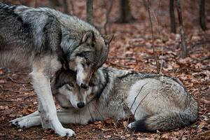 Fotografi Affectionate Grey Wolves, RamiroMarquezPhotos, (40 x 26.7 cm)