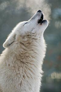 Konstfotografering Arctic wolf howling, Raimund Linke, (26.7 x 40 cm)