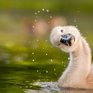 Fotografi Peekaboo,Close-up of duck swimming in lake, michael m sweeney / 500px, (40 x 40 cm)