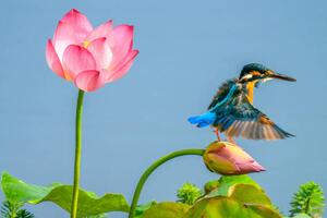 Fotografi The kingfisher,China, 13708458888 / 500px, (40 x 26.7 cm)