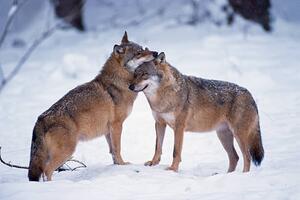 Fotografi Wolves snuggling in winter, Martin Ruegner, (40 x 26.7 cm)