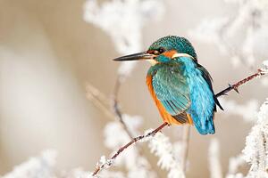 Fotografi Kingfisher, Alcedo atthis, MikeLane45, (40 x 26.7 cm)