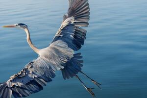 Fotografi Great Blue Heron, Michael H Spivak, (40 x 26.7 cm)