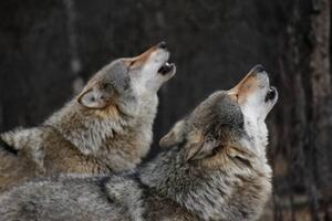 Konstfotografering Howling wolves, Bjarne Henning Kvaale, (40 x 26.7 cm)