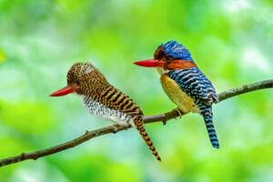 Fotografi Beautiful couple of Banded Kingfisher birds, boonchai wedmakawand, (40 x 26.7 cm)