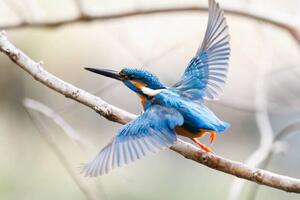 Konstfotografering Lovely Kingfisher diving to catch, d3_plus D.Naruse @ Japan, (40 x 26.7 cm)