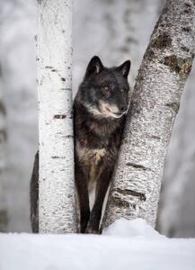 Fotografi Wolf in the USA, Kathleen Reeder Wildlife Photography, (30 x 40 cm)