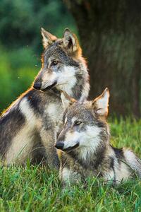 Fotografi Two Gray Wolves (Canis lupus) Indiana, USA, Alex Hibbert, (26.7 x 40 cm)