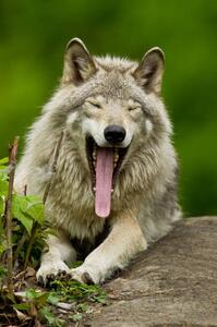 Konstfotografering Portrait of gray wolf yawning, Parc, Maxime Riendeau, (26.7 x 40 cm)