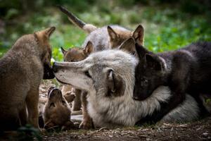 Fotografi Wolf with litter of playful cubs, Zocha_K, (40 x 26.7 cm)