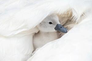 Fotografi Close-up image of a cute, white,, Jacky Parker Photography, (40 x 26.7 cm)