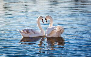 Fotografi Love swans, Nevena Uzurov, (40 x 24.6 cm)