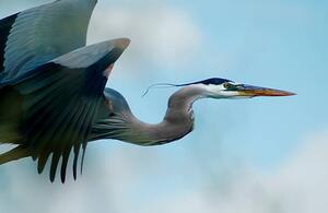 Konstfotografering Blue Heron Flight, niknikon, (40 x 26.7 cm)