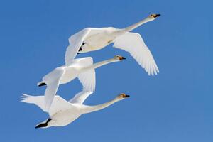 Konstfotografering Whooper swans flying in blue sky, Jeremy Woodhouse, (40 x 26.7 cm)