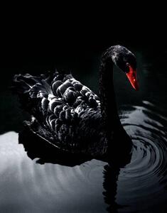 Konstfotografering BLACK_SWAN, Holloway, (30 x 40 cm)