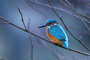 Fotografi Close-up of kingfisher perching on branch,Oldenburg,Germany, Photo Art / 500px, (40 x 26.7 cm)