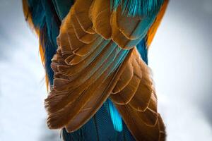 Konstfotografering Kingfisher Wing Detail Background Structure Feather, wWeiss Lichtspiele, (40 x 26.7 cm)