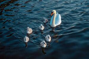 Konstfotografering Urban Mute Swan newly hatched family, CHUNYIP WONG, (40 x 26.7 cm)
