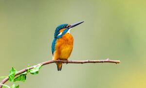 Fotografi kingfisher, Yaorusheng, (40 x 24.6 cm)