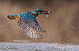Konstfotografering Close-up of common kingfisher flying over lake, ericaengland2020 / 500px, (40 x 26.7 cm)