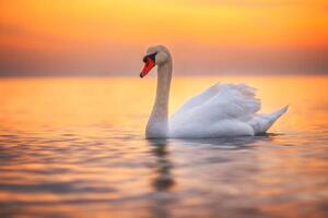 Fotografi White swan in the sea water,sunrise shot, valio84sl, (40 x 26.7 cm)