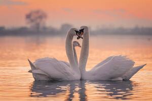 Fotografi Swans floating on lake during sunset, SimonSkafar, (40 x 26.7 cm)