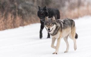 Konstfotografering Wild Wolves, canis lupus, in the Canadian Rockies, Colleen Gara, (40 x 26.7 cm)