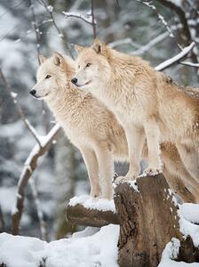 Fotografi Arctic Wolves Pack in Wildlife, Winter Forest, 4FR, (30 x 40 cm)