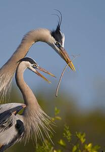 Fotografi Great Blue Heron mating ritual, Canon_Bob, (26.7 x 40 cm)
