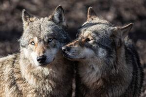 Konstfotografering Two grey wolf in love, AB Photography, (40 x 26.7 cm)