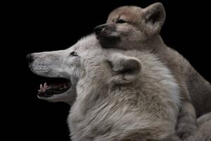 Konstfotografering Mother's love between arctic wolf and, Thomas Marx, (40 x 26.7 cm)