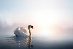 Fotografi Art Swan on the water at sunrise, Konstanttin, (40 x 26.7 cm)