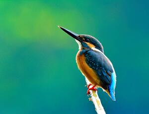 Fotografi Common kingfisher a beautiful blue, PrinPrince, (40 x 30 cm)