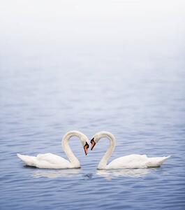 Konstfotografering Swans on a lake happily in love, Grafissimo, (35 x 40 cm)