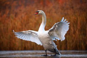 Fotografi Swan on ice, Antagain, (40 x 26.7 cm)