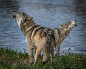 Fotografi Beautiful Wolf Growling and Howling, Laura Hedien, (40 x 30 cm)