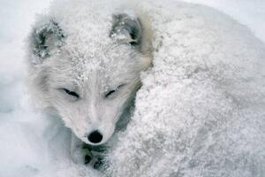 Fotografi Arctic Fox Sleeping in Snow, Richard Hamilton Smith, (40 x 26.7 cm)