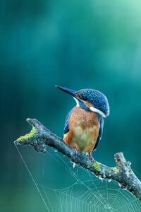 Konstfotografering Close-up kingfisher, Federico Ranalli, (26.7 x 40 cm)