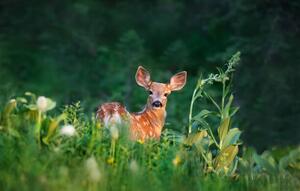 Fotografi Bambi Deer Fawn, Adria  Photography, (40 x 24.6 cm)