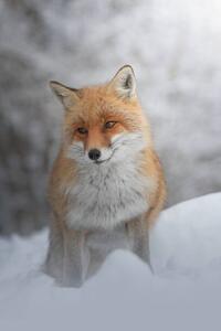 Konstfotografering Portrait of red fox standing on snow covered land, marco vancini / 500px, (26.7 x 40 cm)