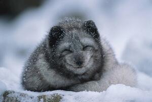 Konstfotografering Polar fox cub, winter, Herbert Kehrer, (40 x 26.7 cm)