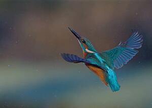 Konstfotografering Kingfisher, mark hughes, (40 x 30 cm)