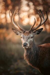 Fotografi Red Deer Stag Portrait, serts, (26.7 x 40 cm)